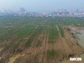 Xót xa hàng chục ngàn gốc đào ở Nhật Tân, Phú Thượng chết sau lũ  第11张