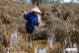 Xót xa hàng chục ngàn gốc đào ở Nhật Tân, Phú Thượng chết sau lũ  第14张