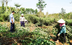 Vùng đồng bào dân tộc thiểu số ở Lâm Đồng không còn cảnh “con trâu đi trước, cái cày theo sau”