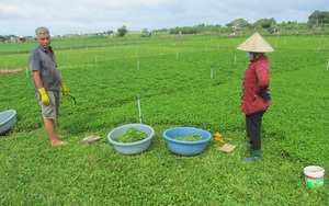 Nông dân muốn nhà nước hỗ trợ vay vốn, hỗ trợ cây giống, con giống để khôi phục sản xuất sau bão lũ