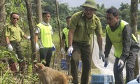  Rốt ráo tìm dấu chân loài thú bí ẩn nhất thế giới 