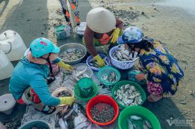 Du khách thích thú đi chợ ven biển 'săn' hải sản giá rẻ, tính tiền bằng thau