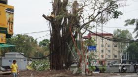  Hà Nội truy trách nhiệm đơn vị trồng cây để nguyên vỏ bầu bị gãy đổ 