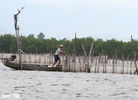 &quot;Ma trận cọc&quot; trên đầm phá lớn nhất Đông Nam Á  第10张