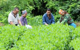 Phụ nữ dân tộc thiểu số Lào Cai chắp cánh thương hiệu nông sản địa phương