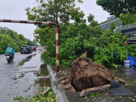 Cây xanh đô thị gãy đổ la liệt sau bão số 3 ở Hà Nội: Lời cảnh báo từ chuyên gia cây  第1张