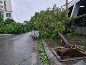 Cây xanh đô thị gãy đổ la liệt sau bão số 3 ở Hà Nội: Lời cảnh báo từ chuyên gia cây  第3张