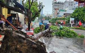 Cây xanh đô thị gãy đổ la liệt sau bão số 3 ở Hà Nội: Lời cảnh báo từ chuyên gia cây  第7张