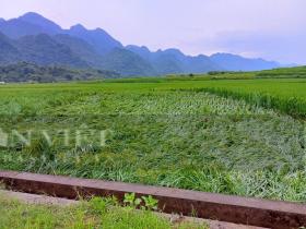 Hòa Bình cây đổ la liệt giữa đường, nhiều ngôi nhà bị hư hỏng nặng nề do bão Yagi